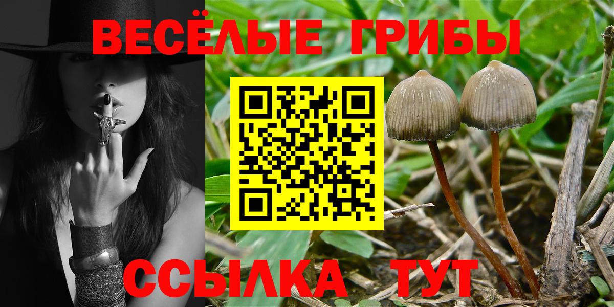 Псилоцибиновые грибы Cubensis Морозовск
